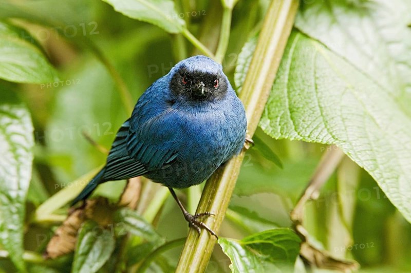 Masked Flowerhookbill