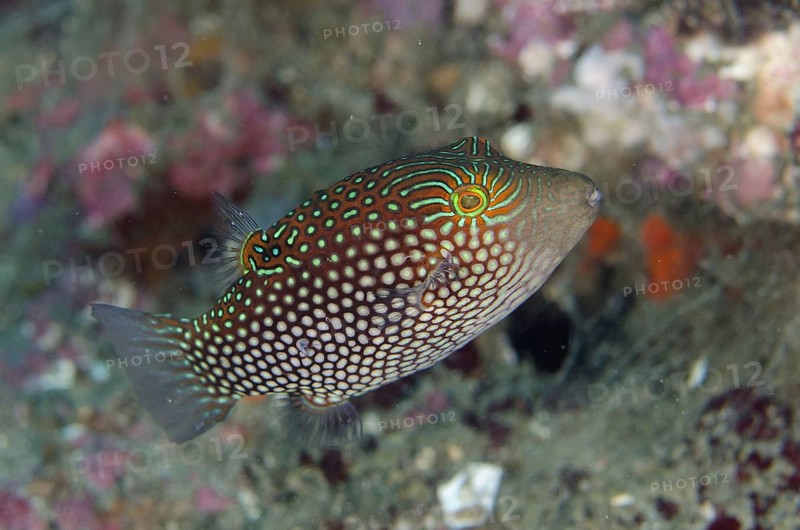 Net-spotted pufferfish