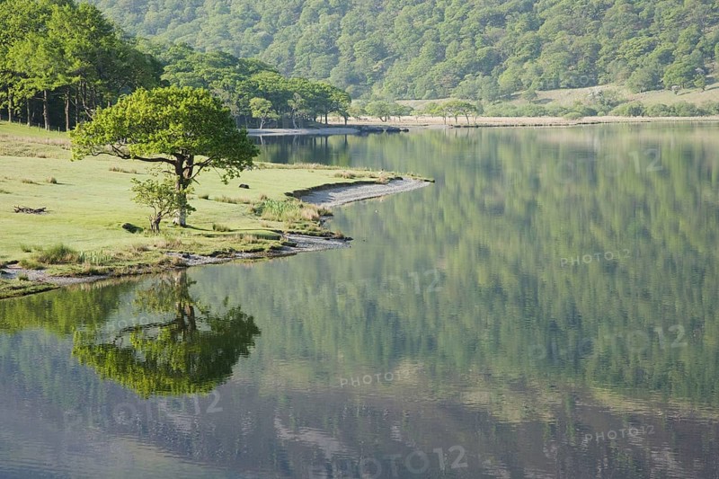 View of trees reflected in the lake
