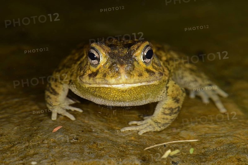 Eastern Olive Toad
