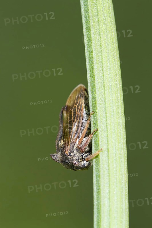 Horned Treehopper