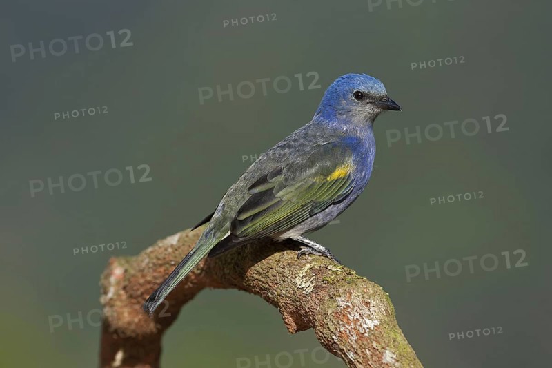 Golden-chevroned Tanager