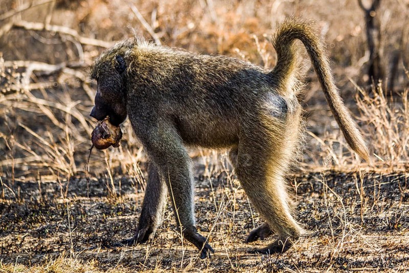 Baboon