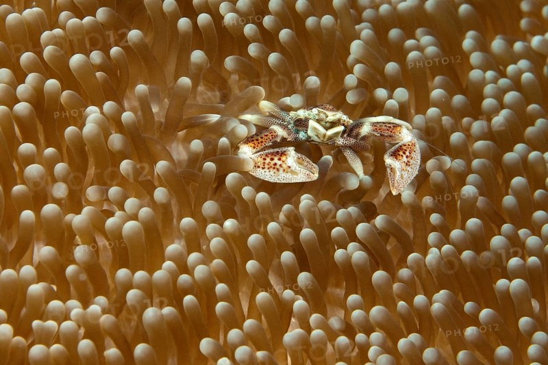 Spotted anemone crab