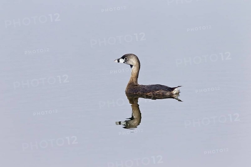 Pied-billed pied-billed grebe