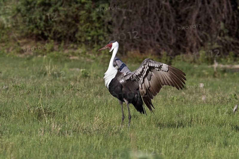 Wattled crane
