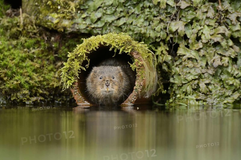 European water vole