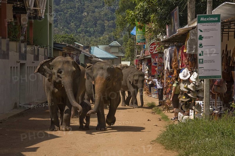 Asian Elephant