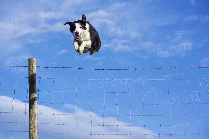 Domestic dog