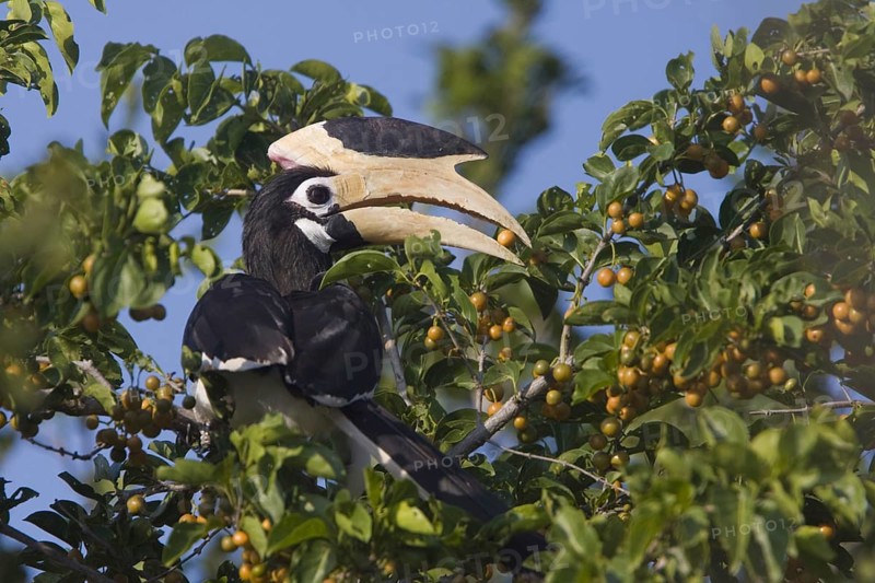 Malabar Hornbill