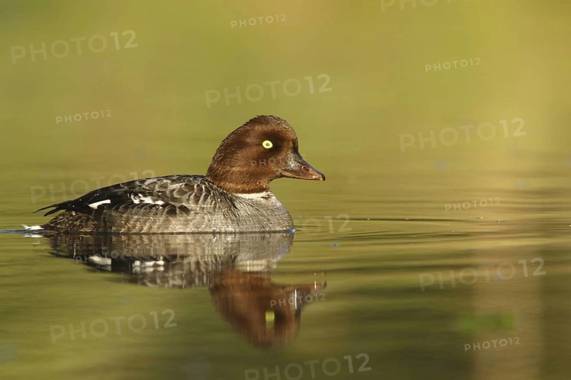Common Goldeneye