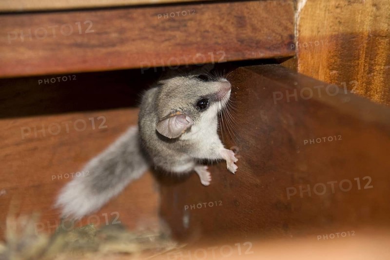 African woodland dormouse