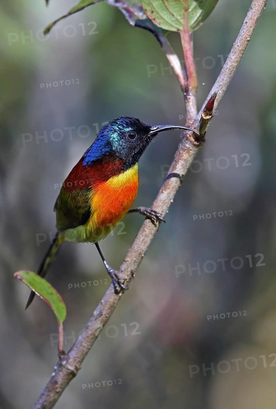 Green-tailed sunbird