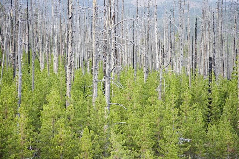 Regeneration of conifers among dead stems after a forest fire