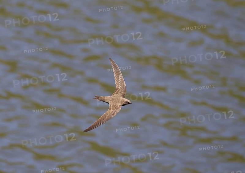 Alpine Swift