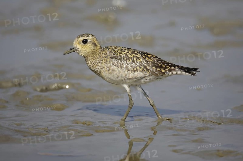 Pacific golden plover