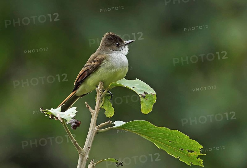 Dark-fronted Flycatcher