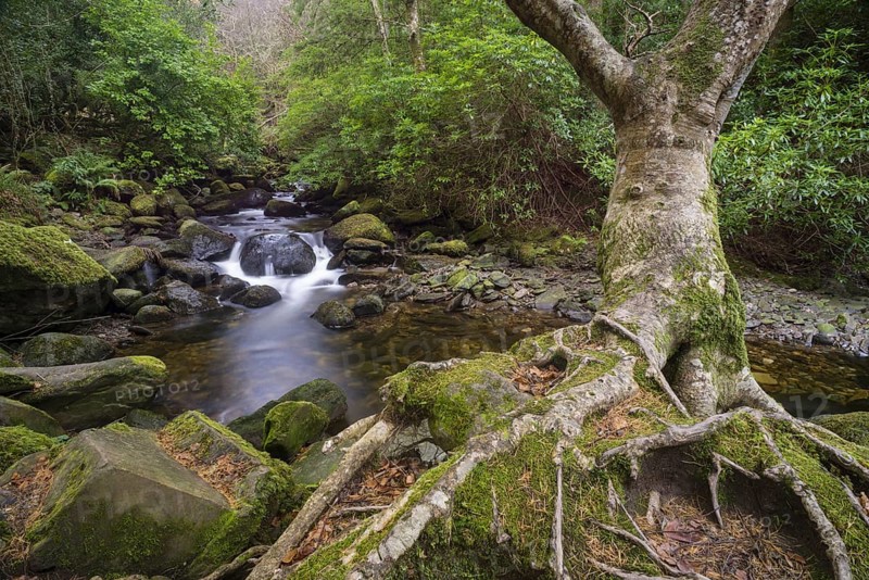 Tree and woodland stream roots
