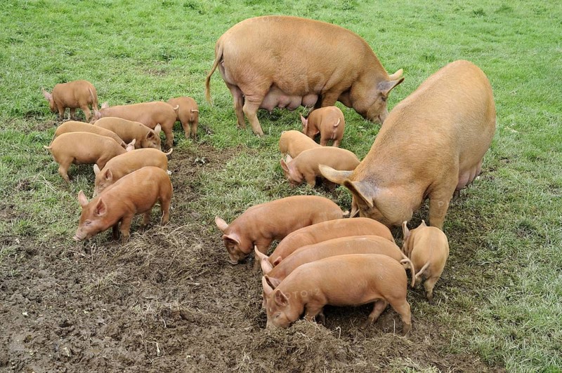 Tamworth pig
