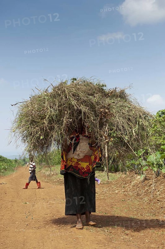 Rwandan lady with lots of grass on her head walking barefoot along a dusty path. Rwanda
