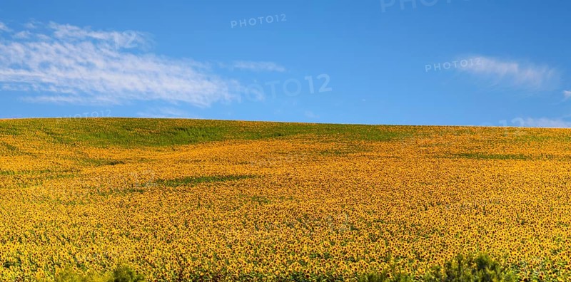 Huge sunflower fields