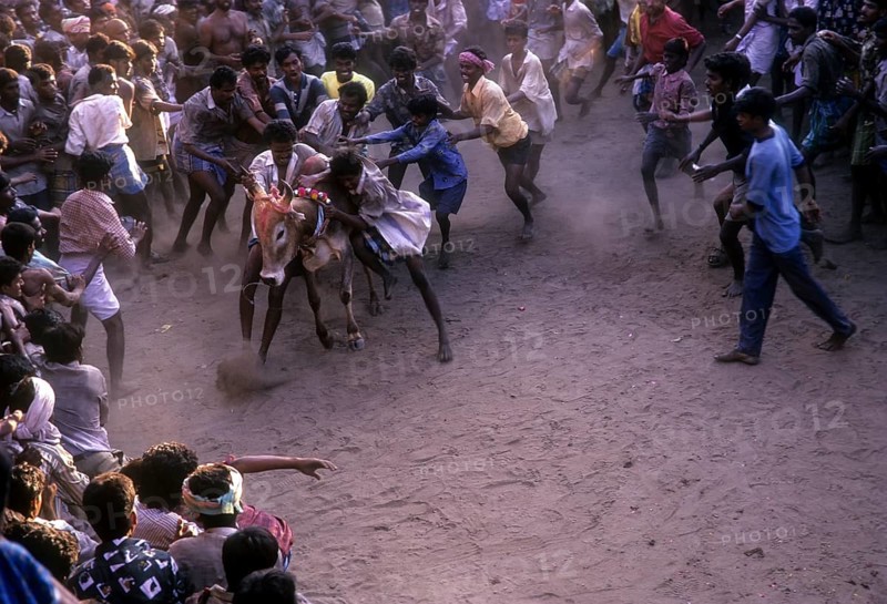 Jallikattu in Alanganallur near Madurai