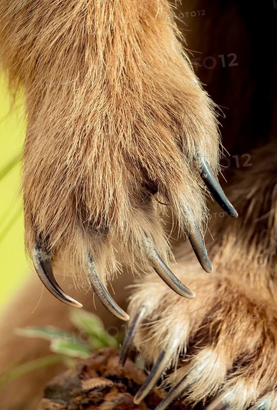 Brown Bear Paw With sharp Claws in view