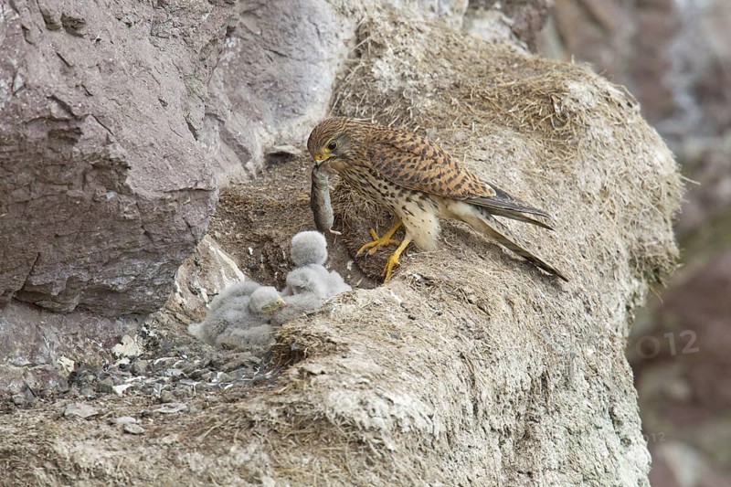 Common common kestrel