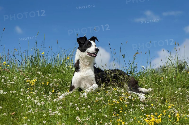 Domestic dog