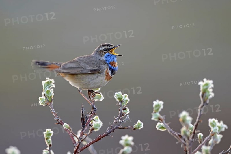 Red-spotted bluethroat