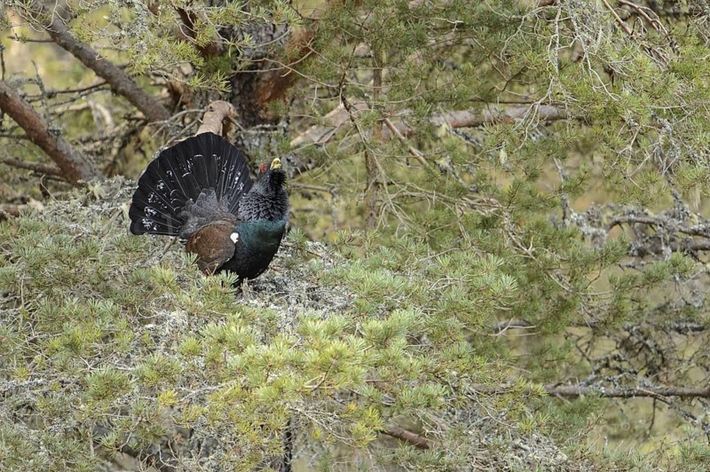 Western Capercaillie