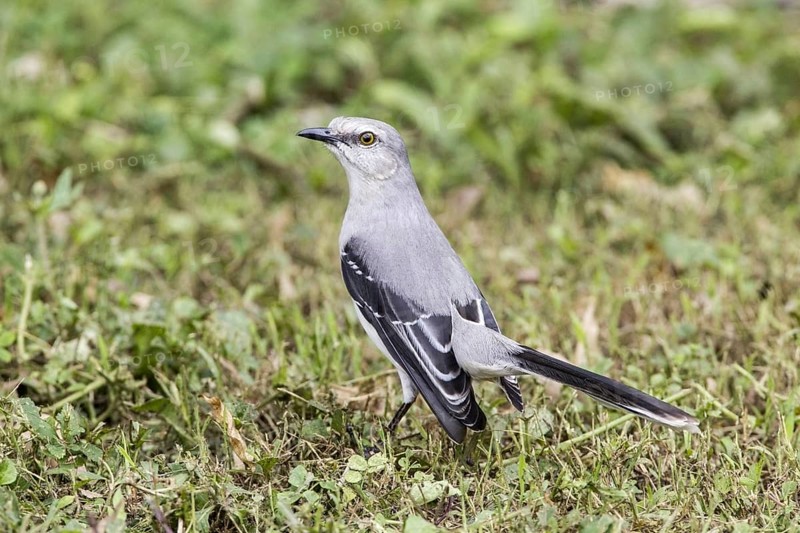 Tropical Mockingbird