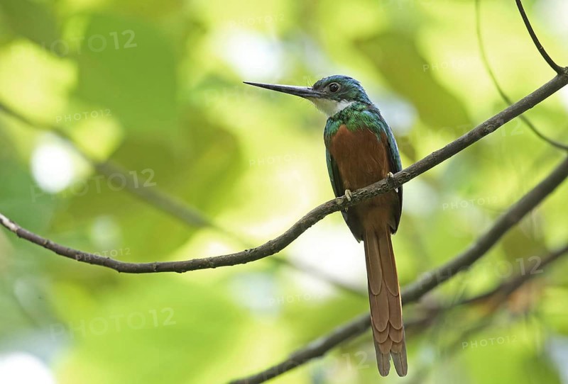 Rufous-tailed Jacamar
