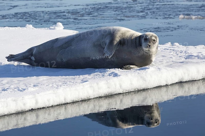 Bearded Seal
