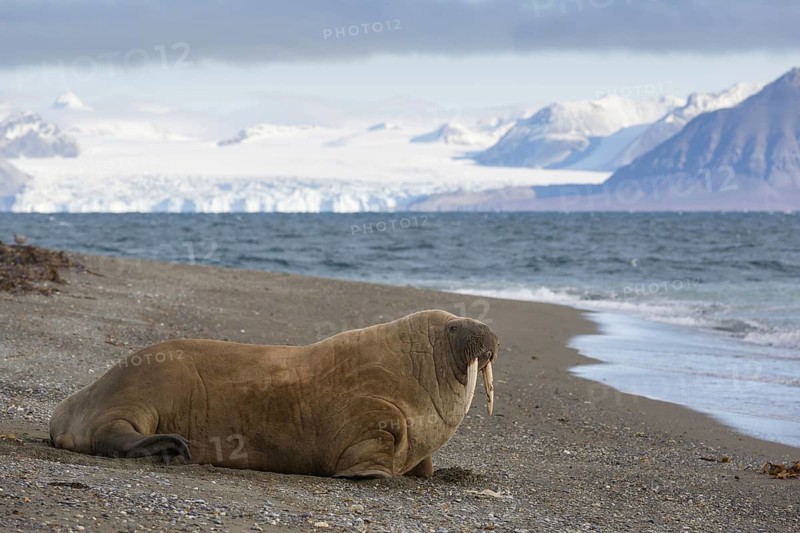 Atlantic Walrus