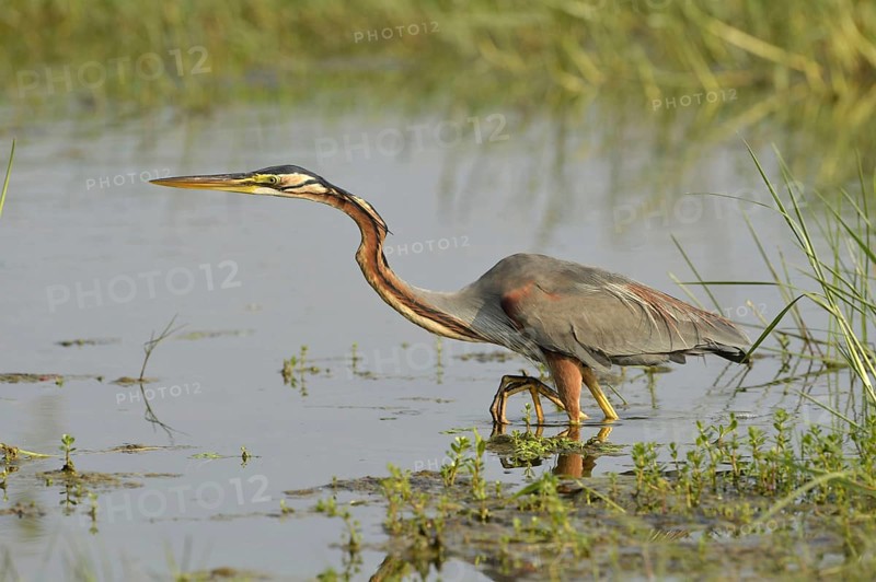 Purple Heron