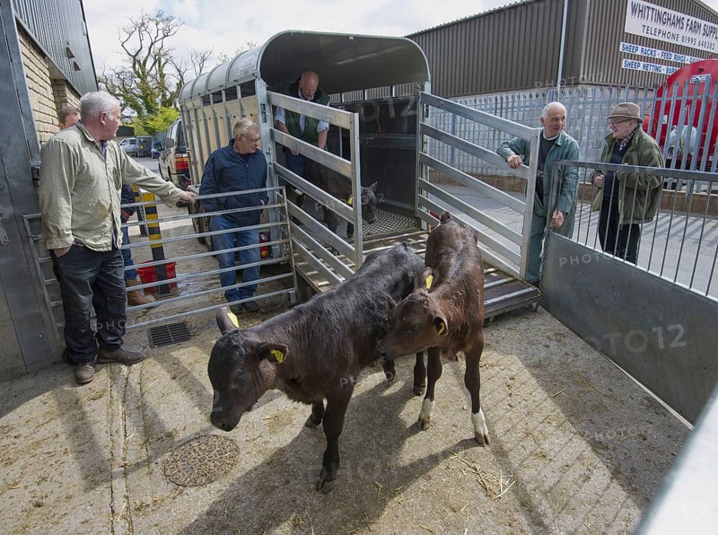 Domestic cattle