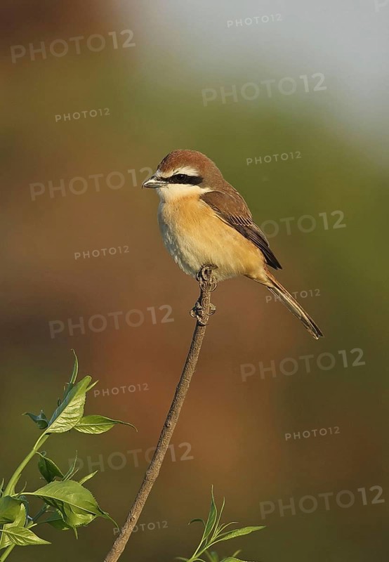 Brown Shrike