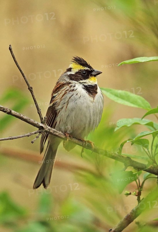 Yellow-throated Bunting