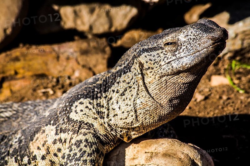 Monitor lizard