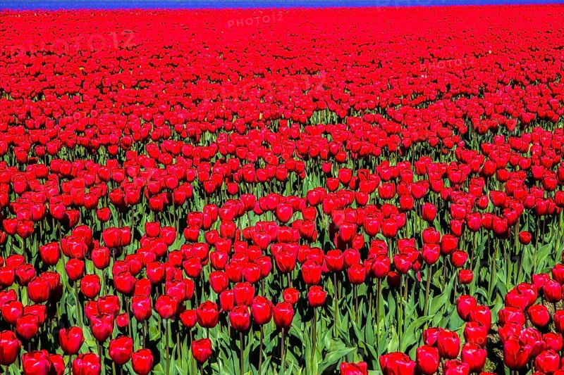 Flowering tulip fields