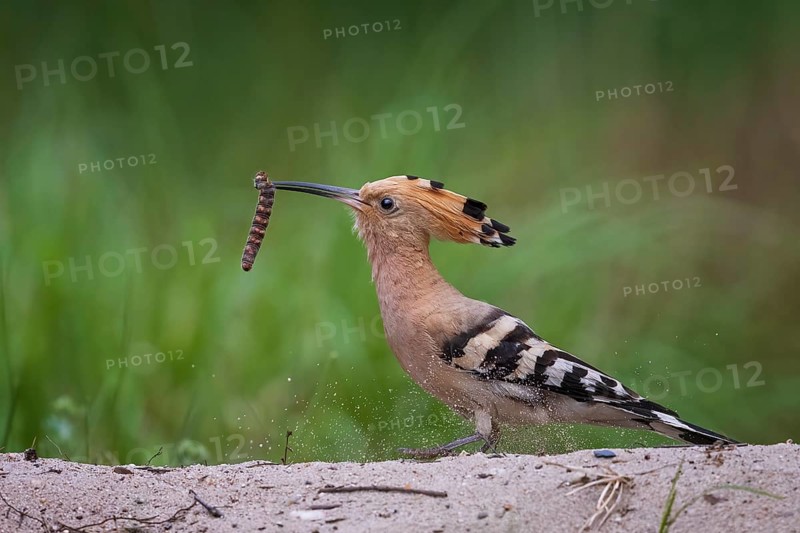 Hoopoe