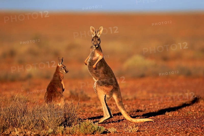 Red Kangaroo