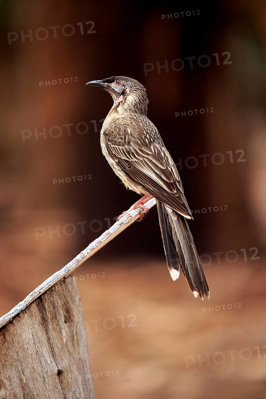 Red Wattlebird