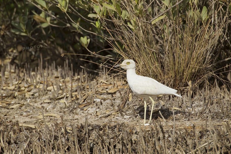 Senegalese senegal thick-knee
