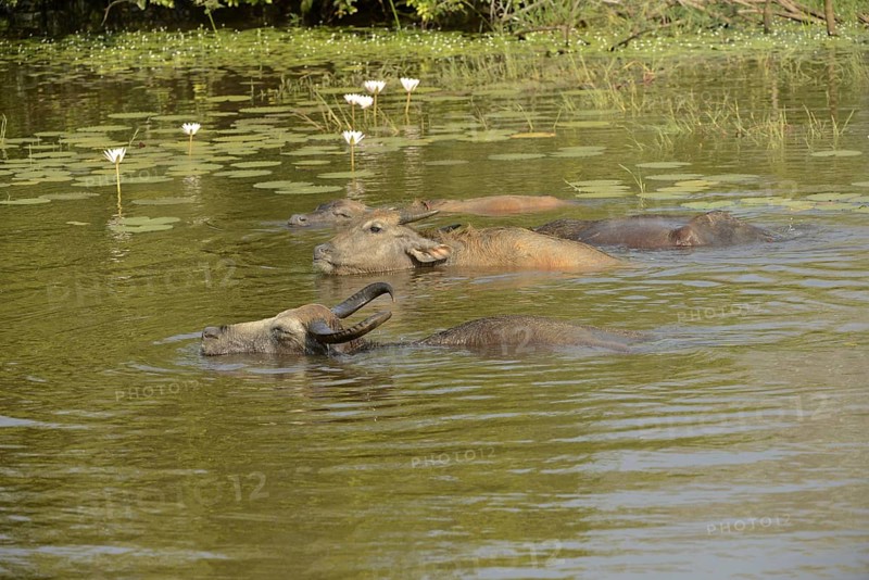 Wild water buffalo