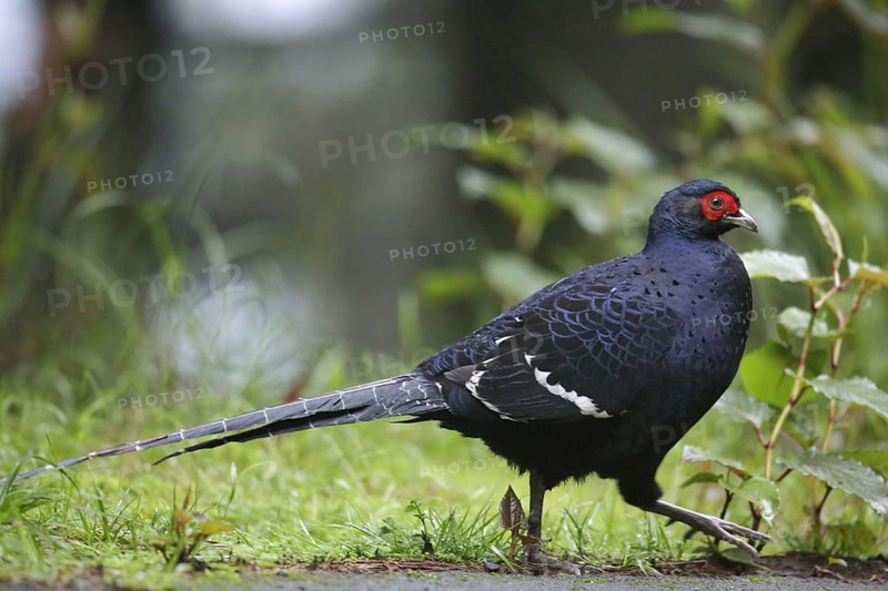 Mikado pheasant