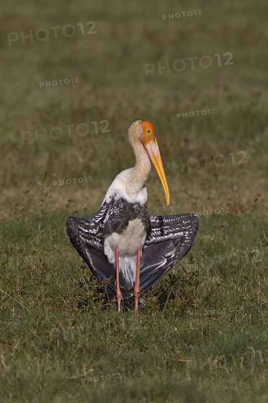 Painted stork in the sun