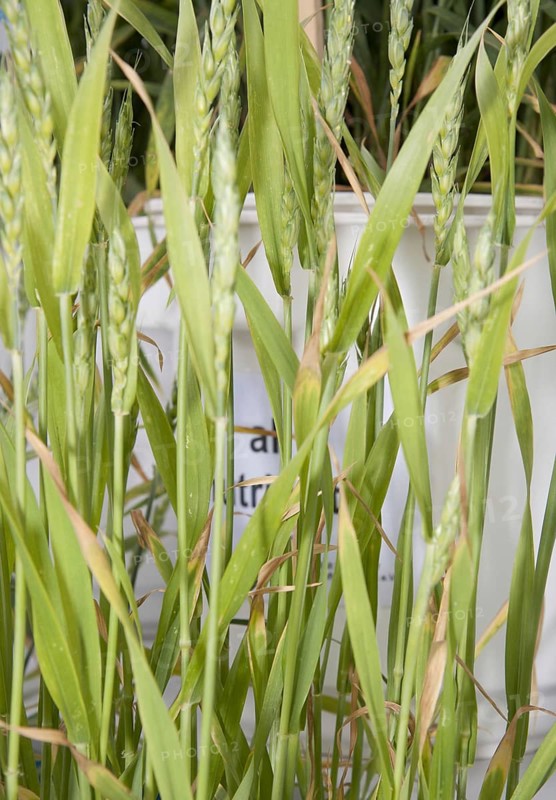 Sulphur deficiency in wheat