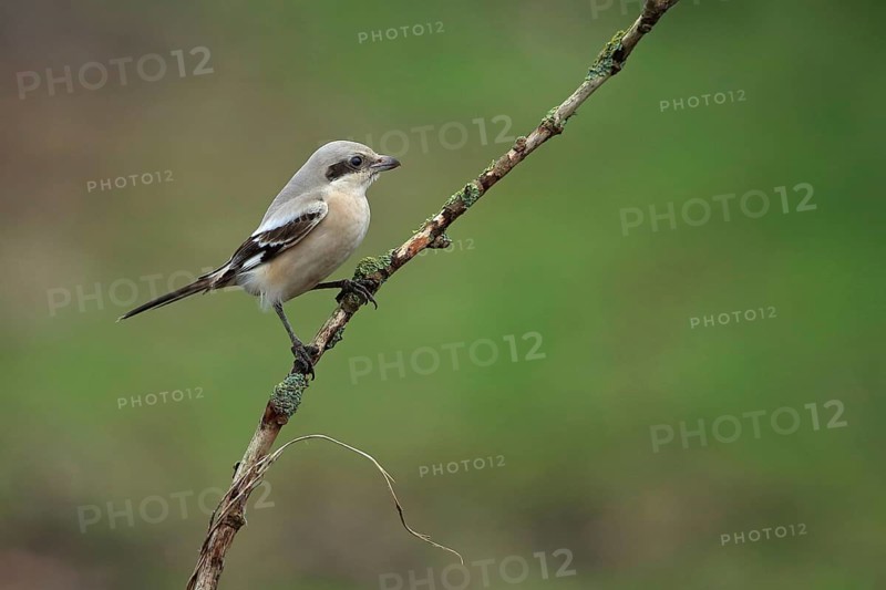 Steppe Grey Shrike
